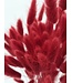 Lagurus séchée Rouge | Queue de lièvre fleurs séchées | Longueur 75 centimètres | À commander par bouquet