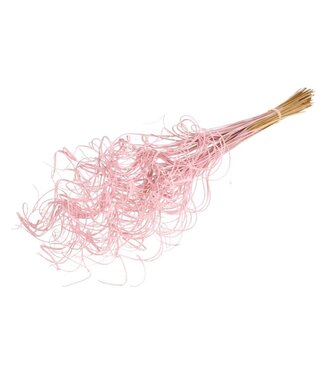 MyFlowers Pink Misty dried Graceful Willow | Pink Curly Ting Ting dried flowers | Length ± 60 cm | Per bunch