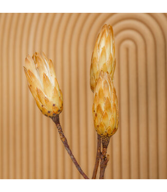 MyFlowers Bois de sucre séché jaune | Fleurs séchées Protea Repens jaune | Longueur 40 centimètres | Par 3 pièces