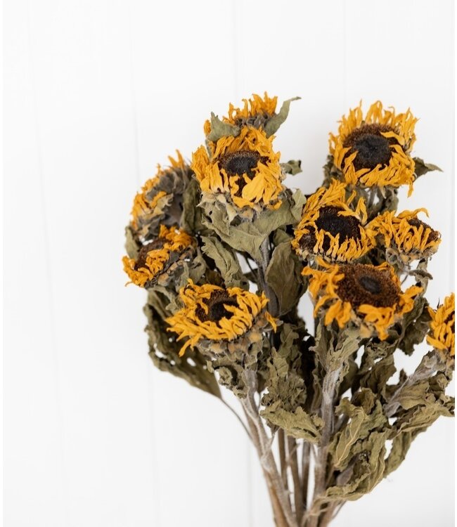 Yellow natural dried French sunflowers | Length 60 - 65 centimetres | Available to order per bunch of 10 pieces