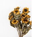 Yellow natural dried French sunflowers | Length 60 - 65 centimetres | Available to order per bunch of 10 pieces