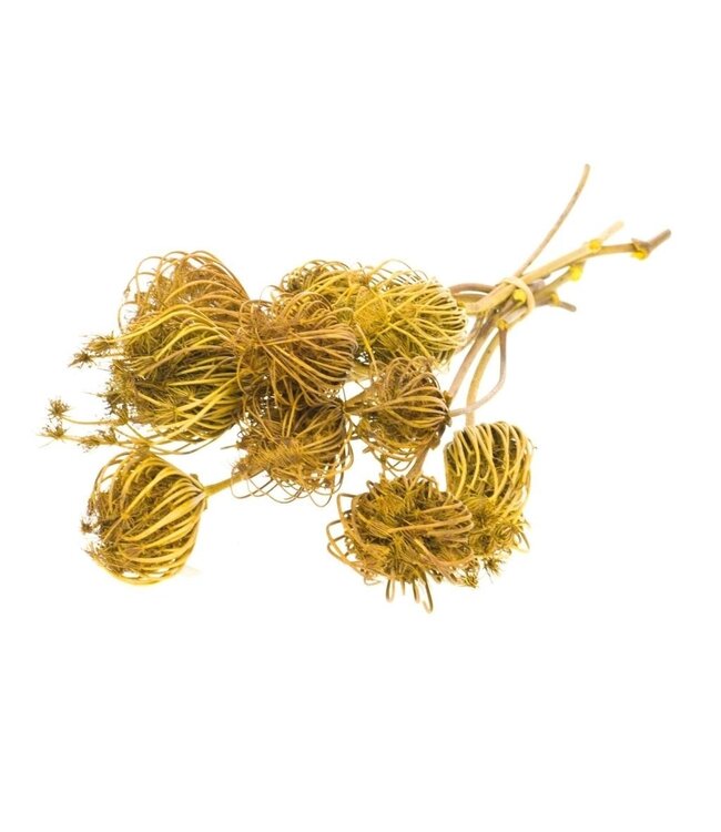 Criblé jaune séché Large Acre | Fleurs séchées jaunes Ammi Majus | Longueur ± 70 cm | Emballé par 10 branches