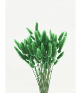 Dolce Vita Lagurus séché vert | Fleurs séchées queue de lièvre | Longueur 75 centimètres | Par bouquet