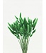Lagurus séché vert | Fleurs séchées queue de lièvre | Longueur 75 centimètres | À commander par bouquet