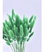 Lagurus séché vert | Fleurs séchées queue de lièvre | Longueur 75 centimètres | À commander par bouquet