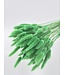 Lagurus séché vert | Fleurs séchées queue de lièvre | Longueur 75 centimètres | À commander par bouquet