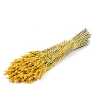 MyFlowers Blé séché jaune | Fleurs séchées de Triticum jaune | Longueur ± 70 centimètres | Par grappe