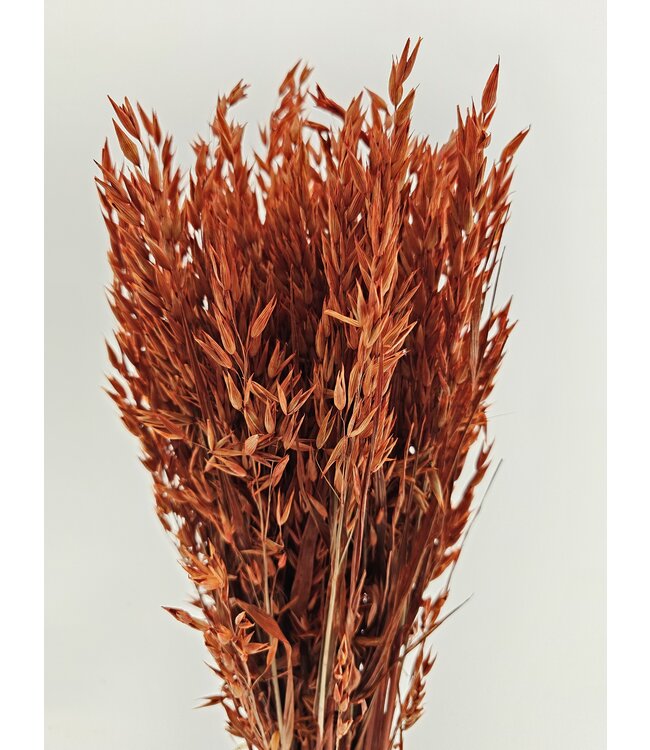Intense Orange Dried Oats | Orange Avena Dried Flowers | Length 70 centimetres | Available per bunch