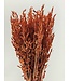 Intense Orange Dried Oats | Orange Avena Dried Flowers | Length 70 centimetres | Available per bunch