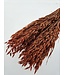 Intense Orange Dried Oats | Orange Avena Dried Flowers | Length 70 centimetres | Available per bunch