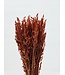 Intense Orange Dried Oats | Orange Avena Dried Flowers | Length 70 centimetres | Available per bunch