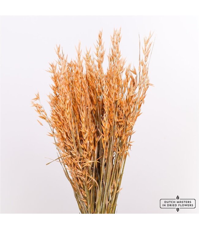 Avoine séchée Orange givrée | Fleurs séchées Avena Orange | Longueur 70 centimètres | Commande par bouquet