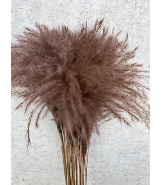 MyFlowers Chocolate brown dried Feather grass | Brown Stipa or Stypa Penata | Length 55 centimetres | Per ten tufts