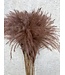 Herbe à plumes séchée brun chocolat | Stipa ou Stypa Penata brun | Longueur 55 centimètres | Conditionnement par dix touffes