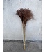 Herbe à plumes séchée brun chocolat | Stipa ou Stypa Penata brun | Longueur 55 centimètres | Conditionnement par dix touffes