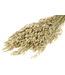 Fleurs séchées de Bromus naturel | Dravik doux séché | Longueur 65 centimètres | Commande par bouquet