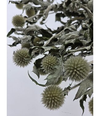 MyFlowers Natürlich weiße Kugeldisteln | Echinops Trockenblumen | Länge ± 65 cm | Pro 5 Zweige