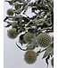 Naturally White Globe Thistles | Echinops Dried Flowers | Length ± 65 cm | Available to order per 5 stems