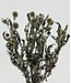 Naturally White Globe Thistles | Echinops Dried Flowers | Length ± 65 cm | Available to order per 5 stems