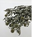 Naturally White Globe Thistles | Echinops Dried Flowers | Length ± 65 cm | Available to order per 5 stems