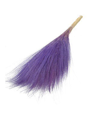 MyFlowers Milka-coloured Barba de Bode | Goat Grass dried flowers | Length ± 55 centimetres | Per bunch