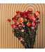 Dried salmon-coloured Helichrysum | Salmon-coloured straw dried flowers | Length 55 centimetres | Order per bunch