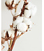 Dried cotton branches | 5 - 7 cotton bolls per branch | Length 50 - 65 centimetres | Available per branch