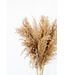 Natural brown dried feather duster | Length 70 centimetres | Order by bunch