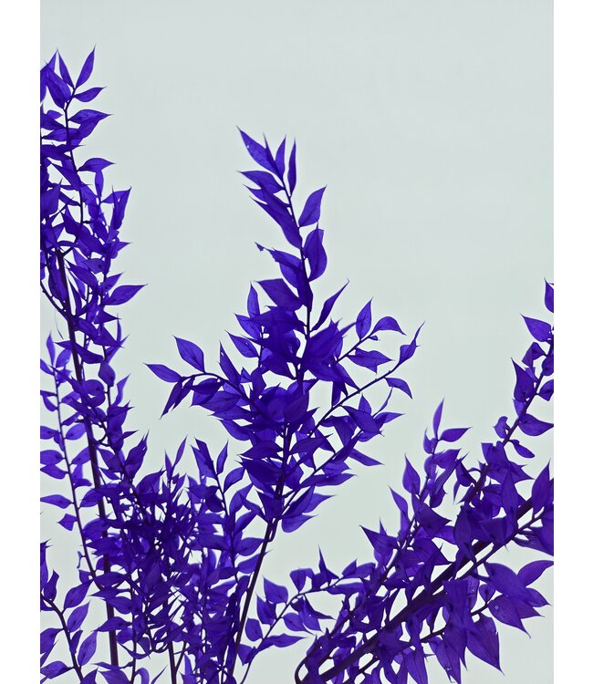 Ruscus violet fleurs séchées | Longueur 65 centimètres | Commande par 5 branches