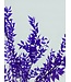 Ruscus violet fleurs séchées | Longueur 65 centimètres | Commande par 5 branches