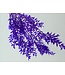 Ruscus violet fleurs séchées | Longueur 65 centimètres | Commande par 5 branches