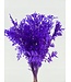 Ruscus violet fleurs séchées | Longueur 65 centimètres | Commande par 5 branches
