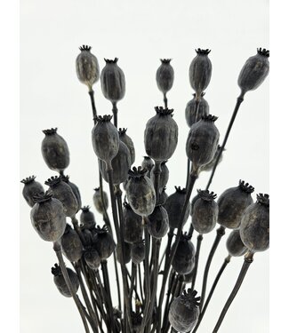 MyFlowers Papaver Frosted Zwart | QC