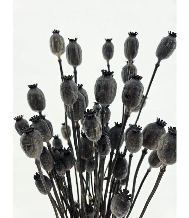 Papaver Frosted Zwart | QC