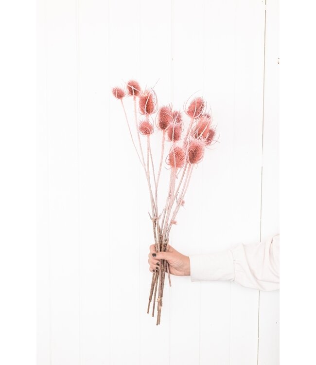 Chardons séchés roses | Fleurs séchées Cardistella ou Chardon roses | Longueur ± 60 cm | Disponible par bouquet