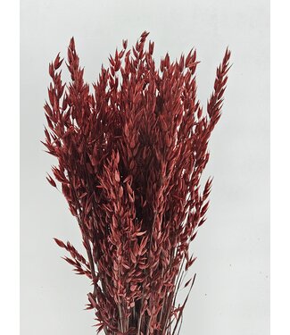MyFlowers Avoine rouge séchée | Avena rouge fleurs séchées | Longueur 70 centimètres | Par bouquet