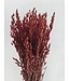 Red dried oats | Red Avena dried flowers | Length 70 centimetres | Order per bunch