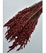 Red dried oats | Red Avena dried flowers | Length 70 centimetres | Order per bunch