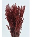 Red dried oats | Red Avena dried flowers | Length 70 centimetres | Order per bunch