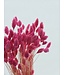 Dark pink Phalaris dried flowers | Length 65 centimetres | Order per bunch