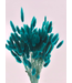 Lagurus séché Petrol | Fleurs séchées queue de lièvre | Longueur 75 centimètres | À commander par bouquet
