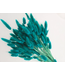 Lagurus séché Petrol | Fleurs séchées queue de lièvre | Longueur 75 centimètres | À commander par bouquet