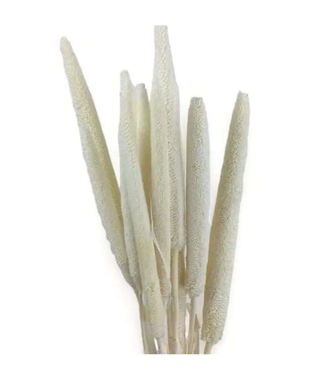 Getrocknete weiß gebleichte Babala | Perlhirse Trockenblumen | Länge ± 75 Zentimeter | Pro 10 Stück bestellbar