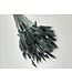 Black Lagurus dried flowers | Length 65 centimetres | Order by bunch
