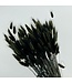 Schwarze Lagurus-Trockenblumen | Länge 65 Zentimeter | Straußweise bestellen