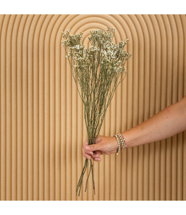 Lavande de mer séchée blanche | Fleurs séchées Limonium Diamond blanc | Longueur ± 70 cm | Commande par 5 tiges