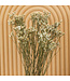 White dried Sea Lavender | White Limonium Diamond dried flowers | Length ± 70 cm | Order per 5 stems