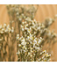 White dried Sea Lavender | White Limonium Diamond dried flowers | Length ± 70 cm | Order per 5 stems
