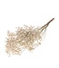 Lavande de mer séchée blanche | Fleurs séchées Limonium Diamond blanc | Longueur ± 70 cm | Commande par 5 tiges