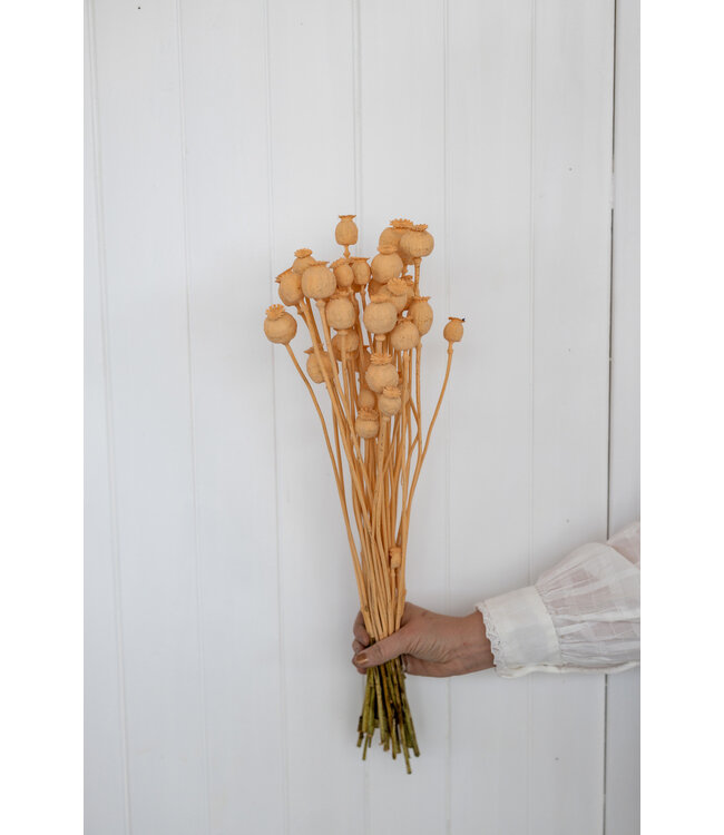 Lachsfarbene getrocknete Schlafkugeln | Lachsfarbene getrocknete Blüten von Papaver somniferum | Länge ± 65 Zentimeter | Bestellung nach Trauben